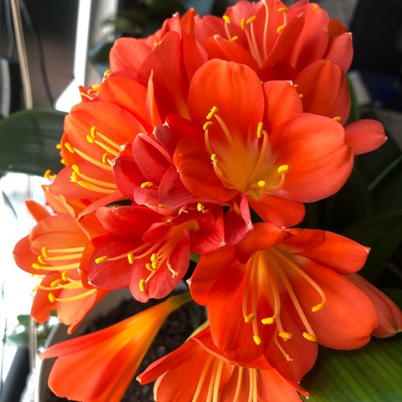 Meet your Posher, Chrissy - Picture 1 of 1